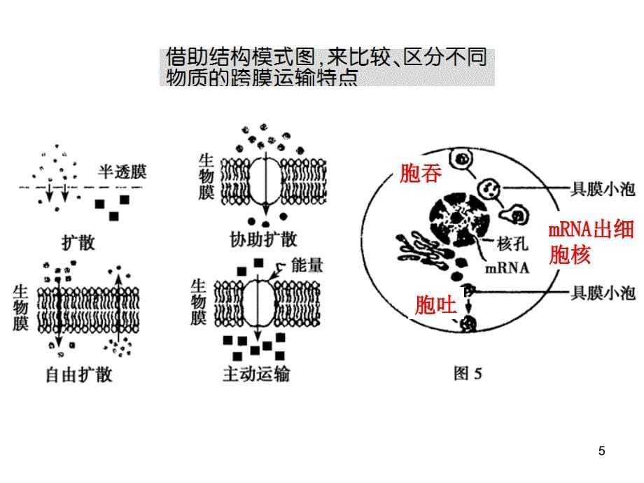 影响物质跨膜运输的因素课件_第5页