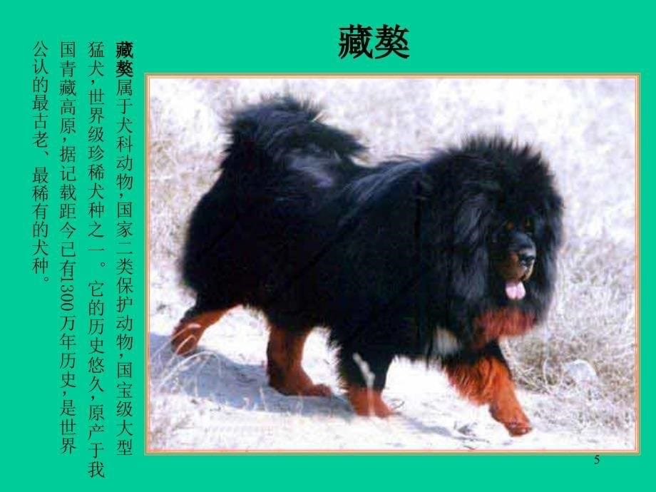 世界名犬鉴赏上PPT课件_第5页