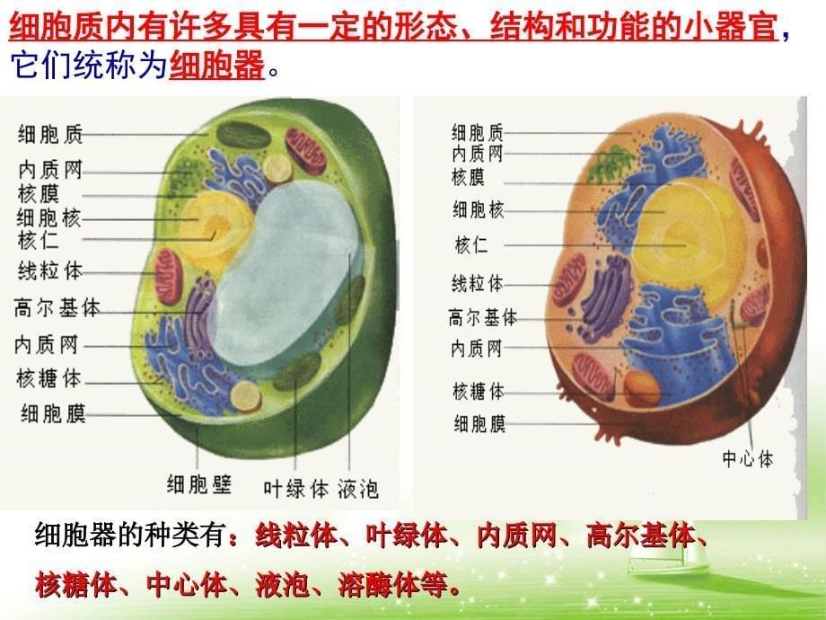 细胞器系统内的分工合作ppt课件_第5页