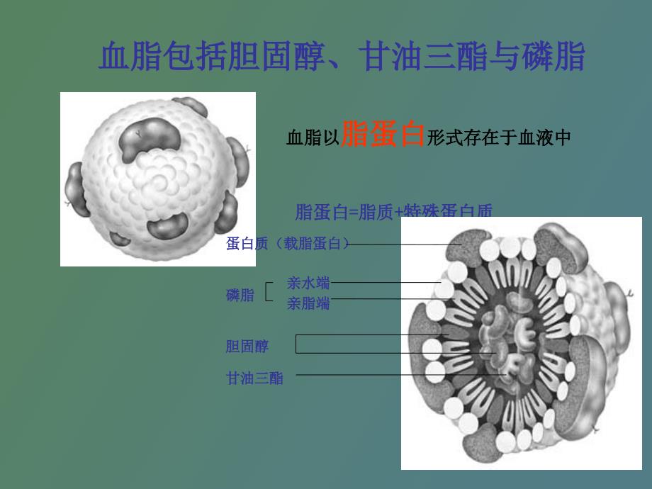 血脂基础培训_第3页