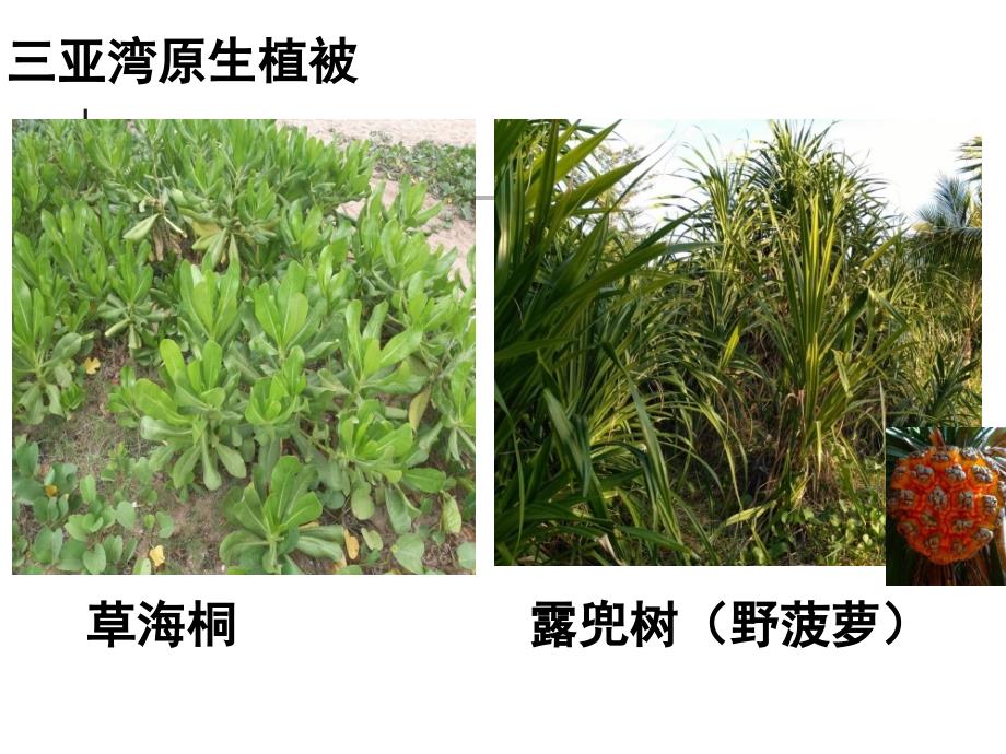 成果交流课件：第三组 海岸植被护沙固沙的作用_第4页