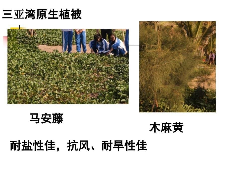 成果交流课件：第三组 海岸植被护沙固沙的作用_第5页