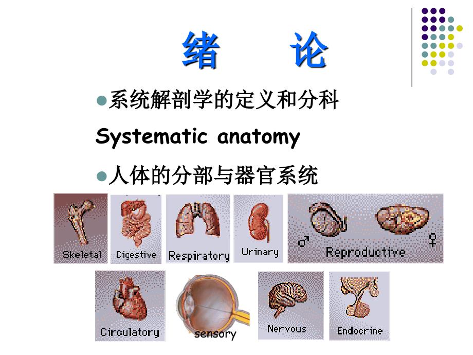 人体解剖学1绪论与骨关节总论文档资料_第1页