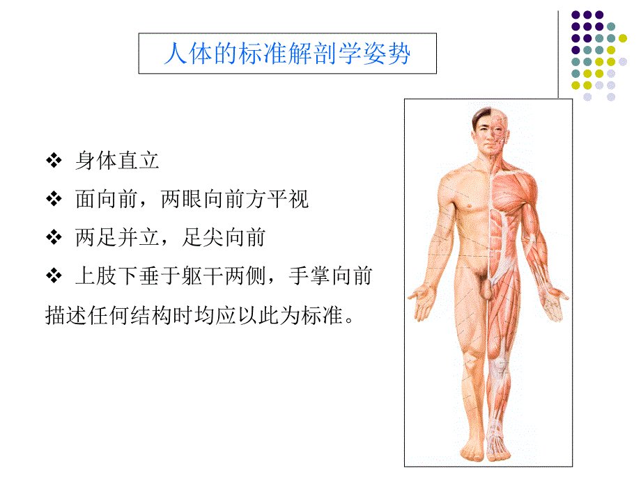 人体解剖学1绪论与骨关节总论文档资料_第4页