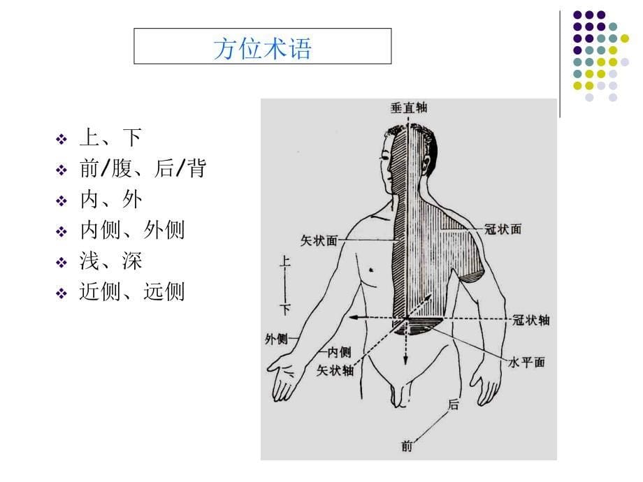 人体解剖学1绪论与骨关节总论文档资料_第5页