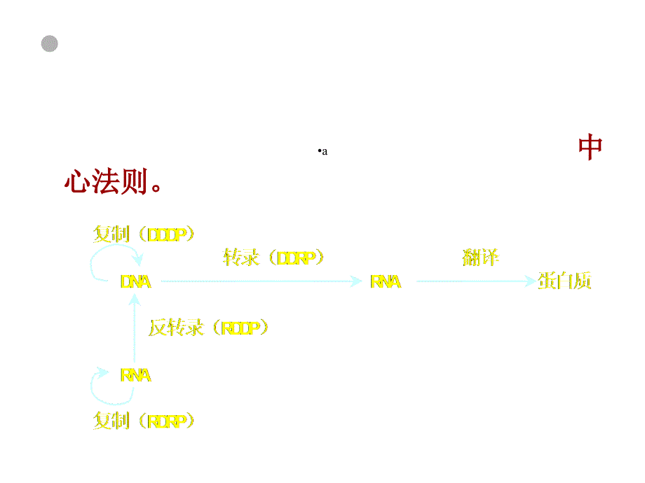 DNA复制RNA转录蛋白质翻译课件_第3页