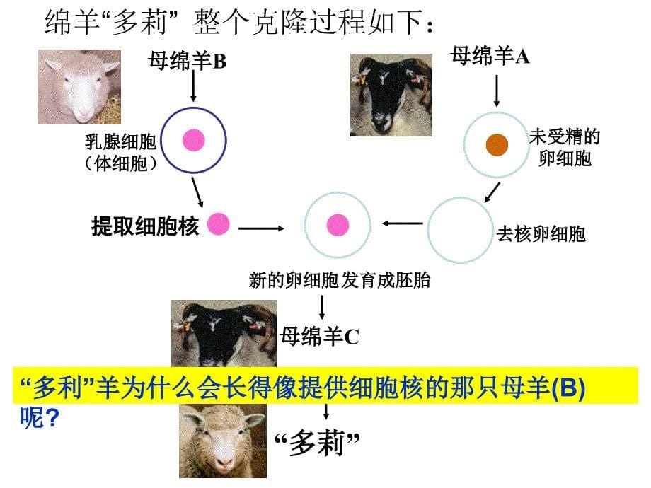 133细胞核系统控制中心_第5页