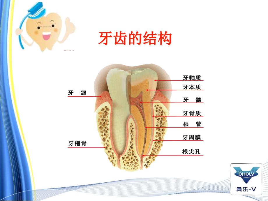 爱护我们的牙齿PPT_第2页