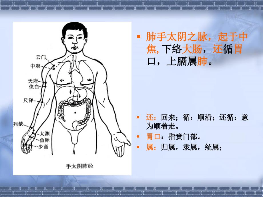 肺大肠经络腧穴PPT课件_第3页