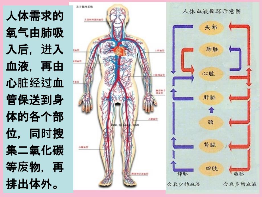 四年级上册科学4.4跳动起来会怎样二教科版ppt课件_第3页