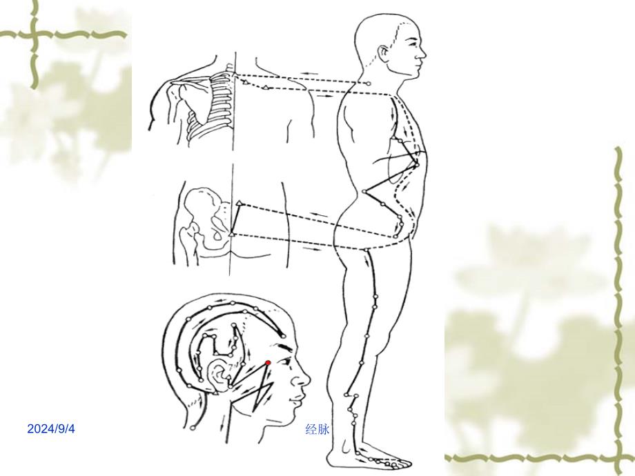 针灸学课件足三阳经17足少阳胆经ppt课件_第2页