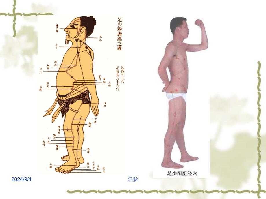 针灸学课件足三阳经17足少阳胆经ppt课件_第3页