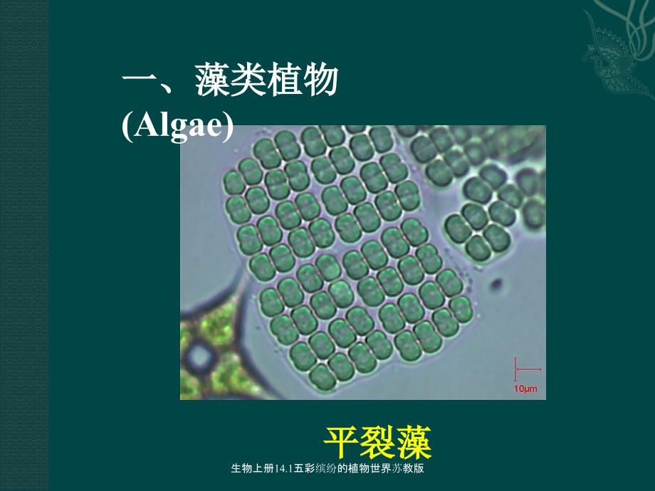 生物上册14.1五彩缤纷的植物世界苏教版课件_第4页