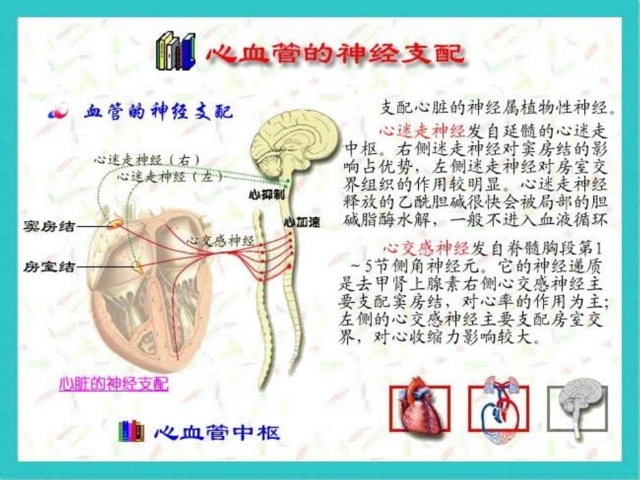 最新kong心血管活动的反射性调节PPT文档_第3页