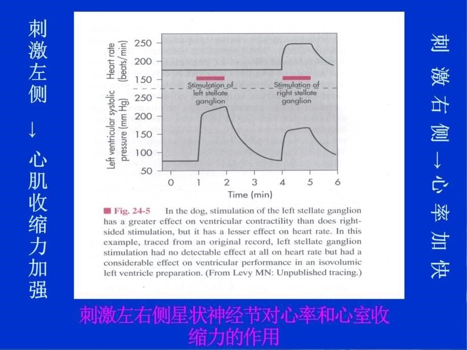 最新kong心血管活动的反射性调节PPT文档_第5页