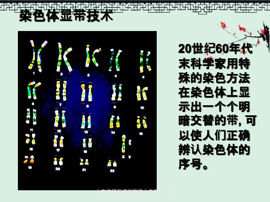 山东省冠县武训高级中学高一生物必修配套伴性遗传_第2页