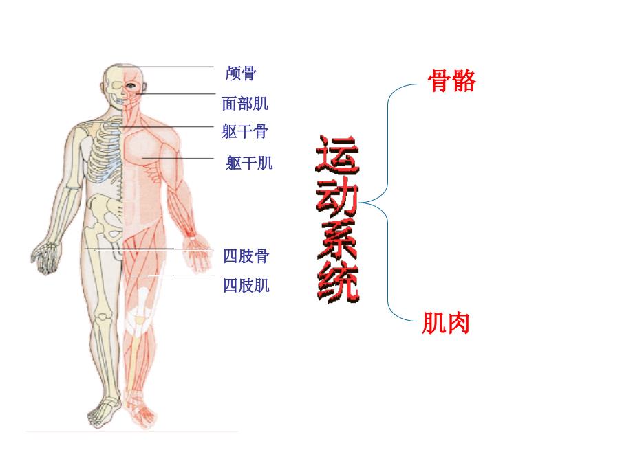 人体概述苏教版课件_第3页