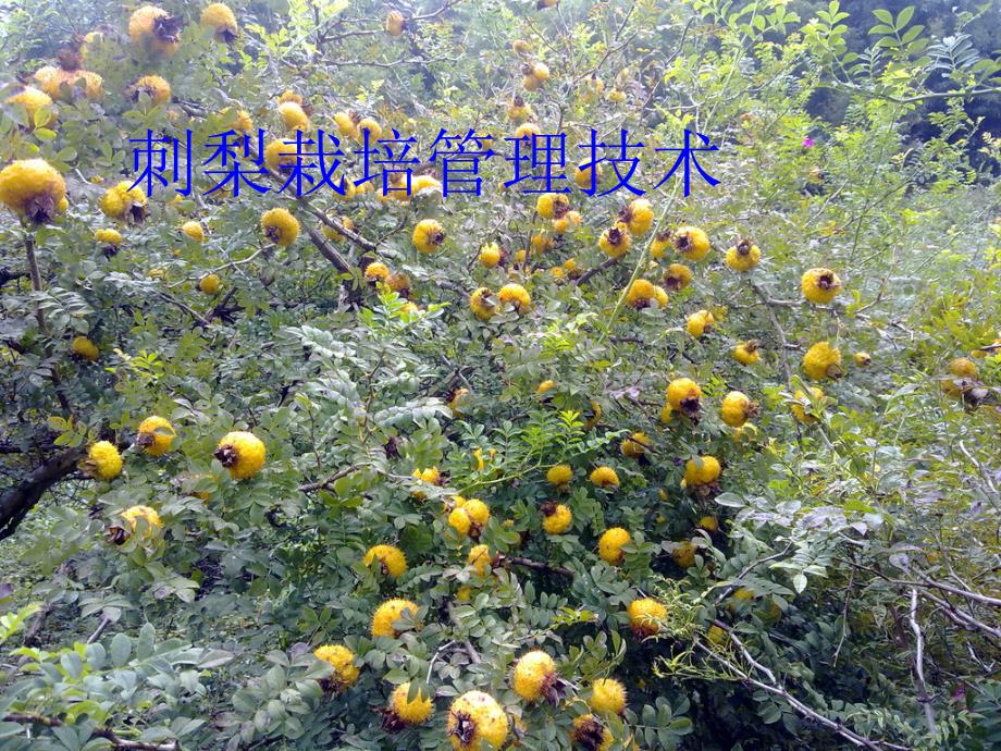 刺梨栽培管理技术_第1页
