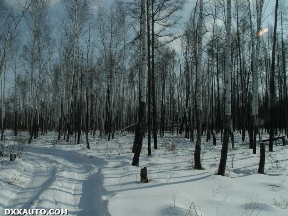 北师大版第十一册白桦林的低语课件之六_第4页