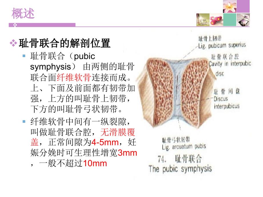 产科耻骨联合分离文档资料_第2页