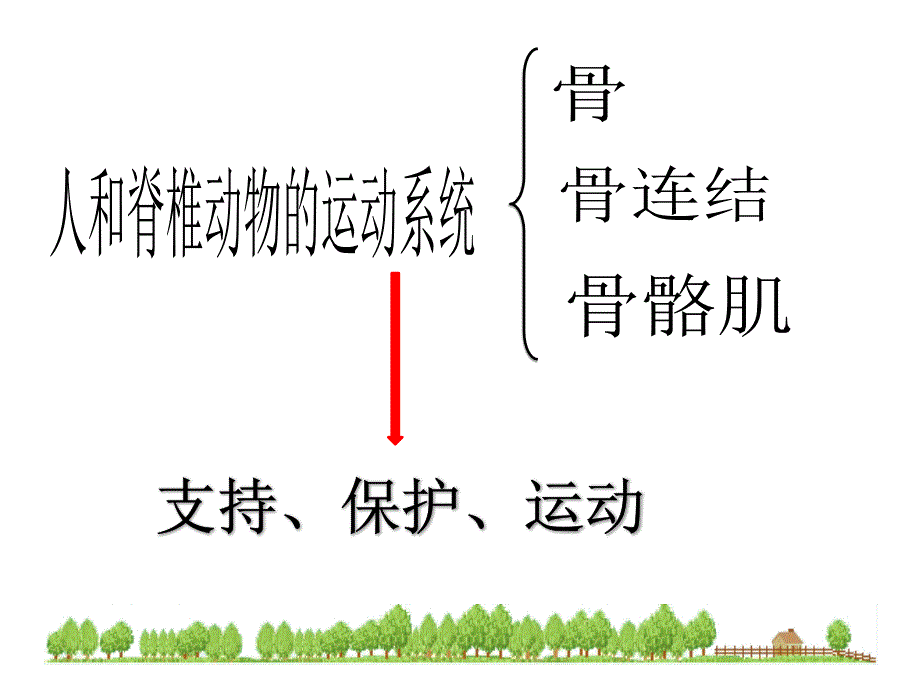 152__动物运动的形成_第3页