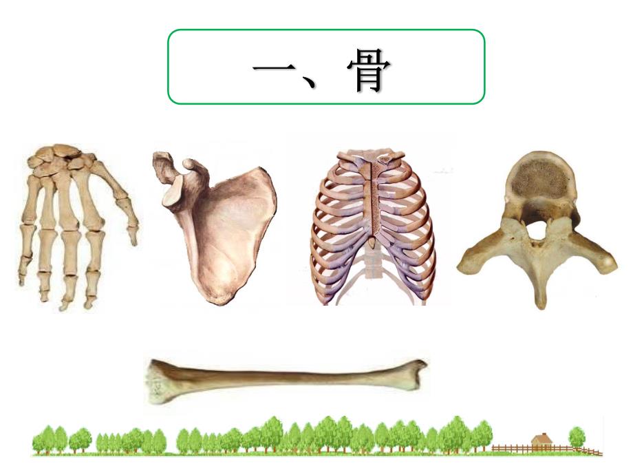 152__动物运动的形成_第4页