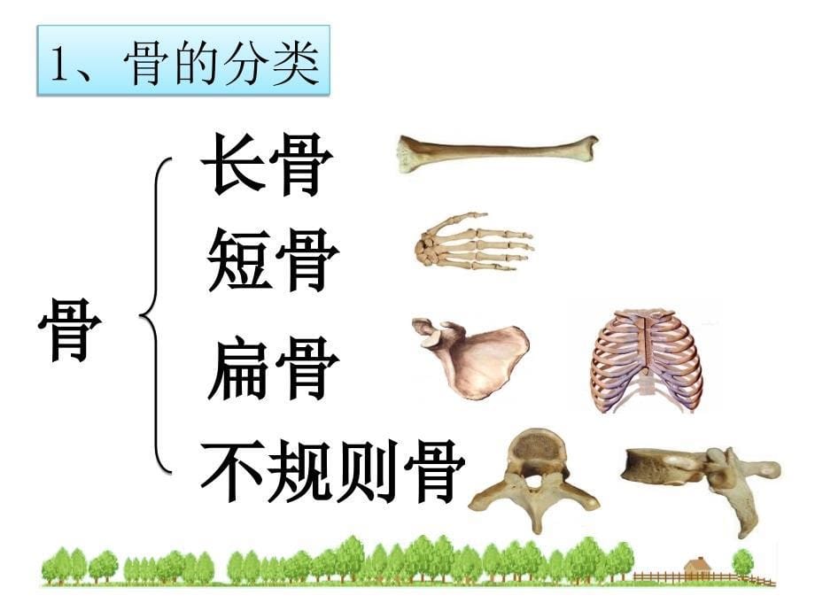 152__动物运动的形成_第5页