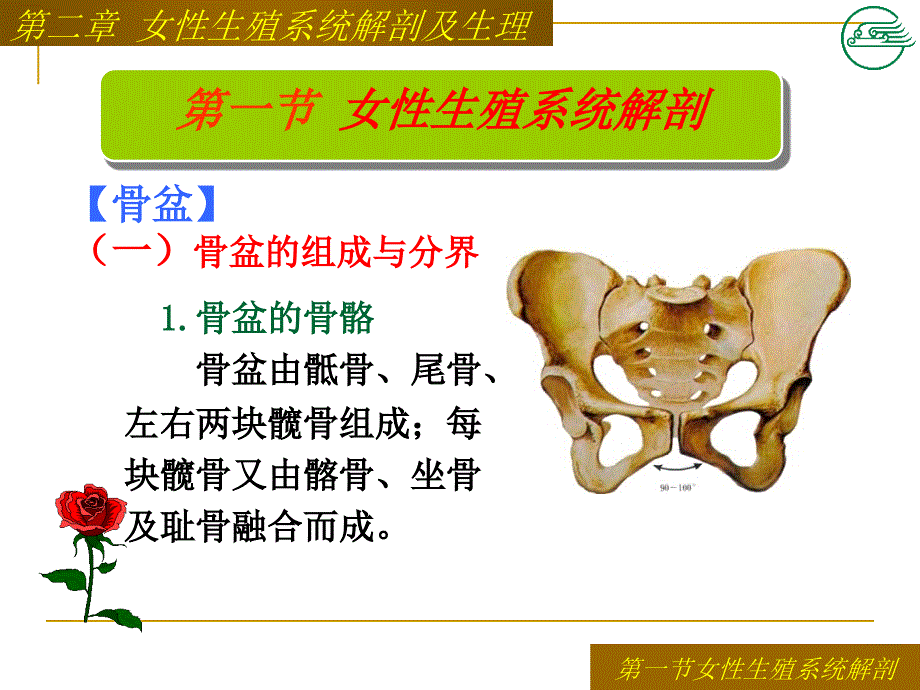 第二章女性生殖系统解剖及生理_第4页