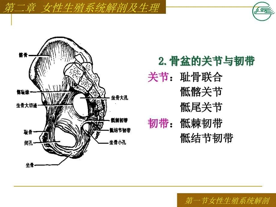 第二章女性生殖系统解剖及生理_第5页