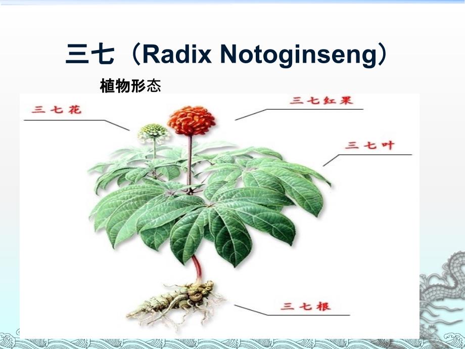 中药材相关知识培训1-PPT课件_第2页