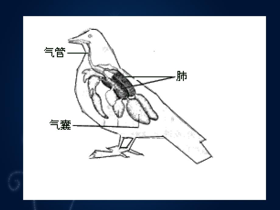 动画运动规律-鸟类---精品资料课件_第4页