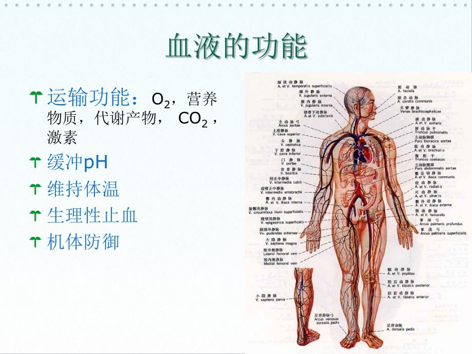 最新影响血液及造血系统的药物PPT课件_第2页