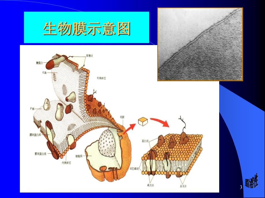 细胞与基本组织课件_第3页