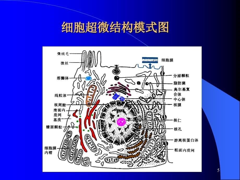 细胞与基本组织课件_第5页