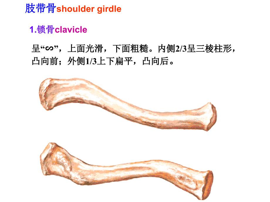 3上肢骨及其连结下肢骨及其连结_第3页