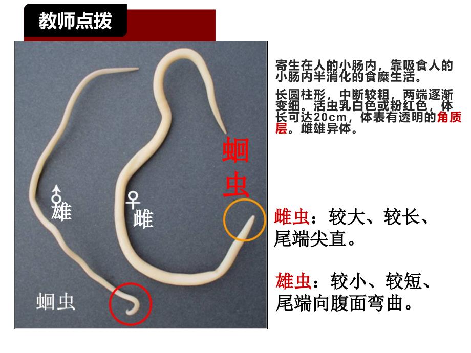 人教版八年级上册5.1.2线形动物和环节动物课件共19张PPT_第4页