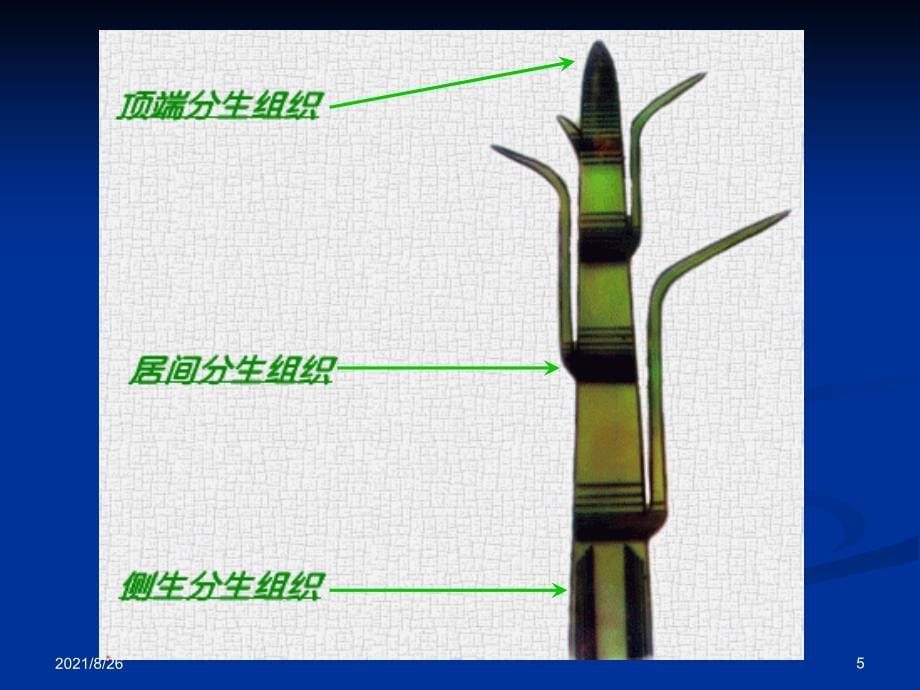 植物学之植物细胞-课件PPT_第5页