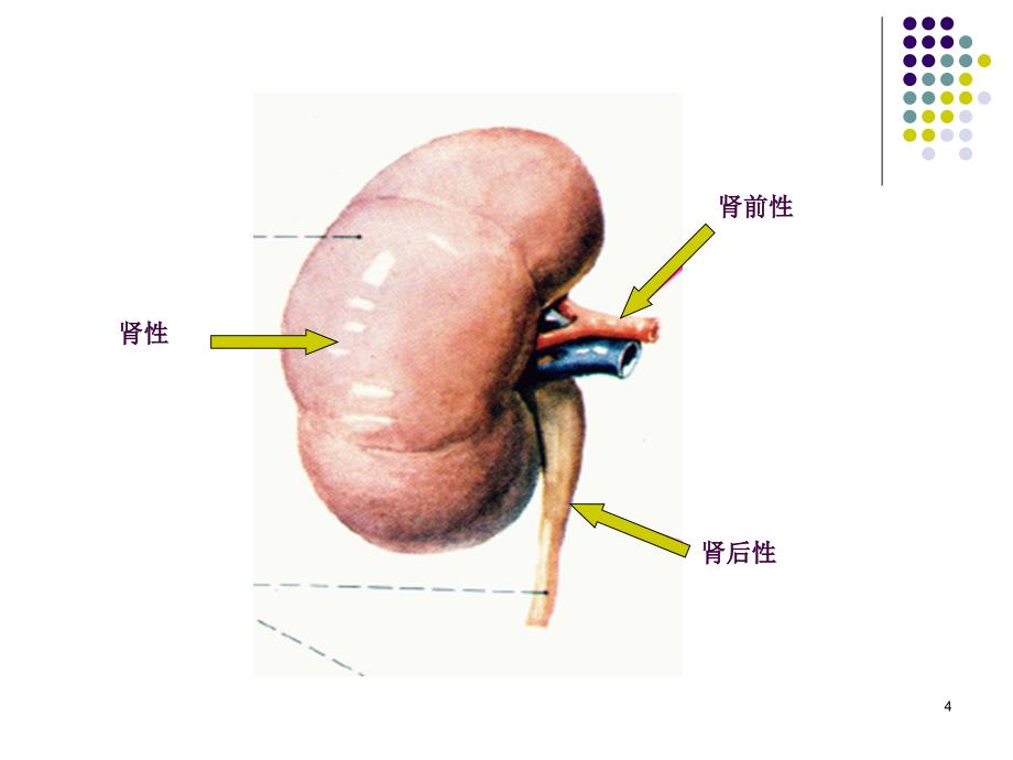 急慢性肾衰竭鉴别诊断及治疗原则ppt课件_第4页