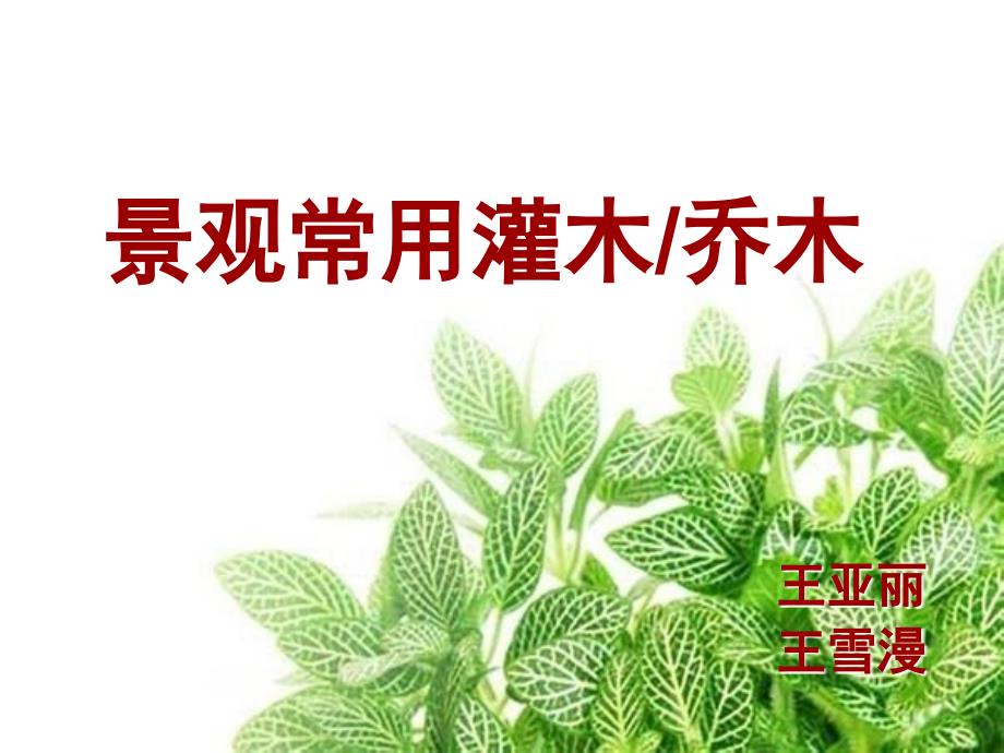 景观常用乔木1_第1页