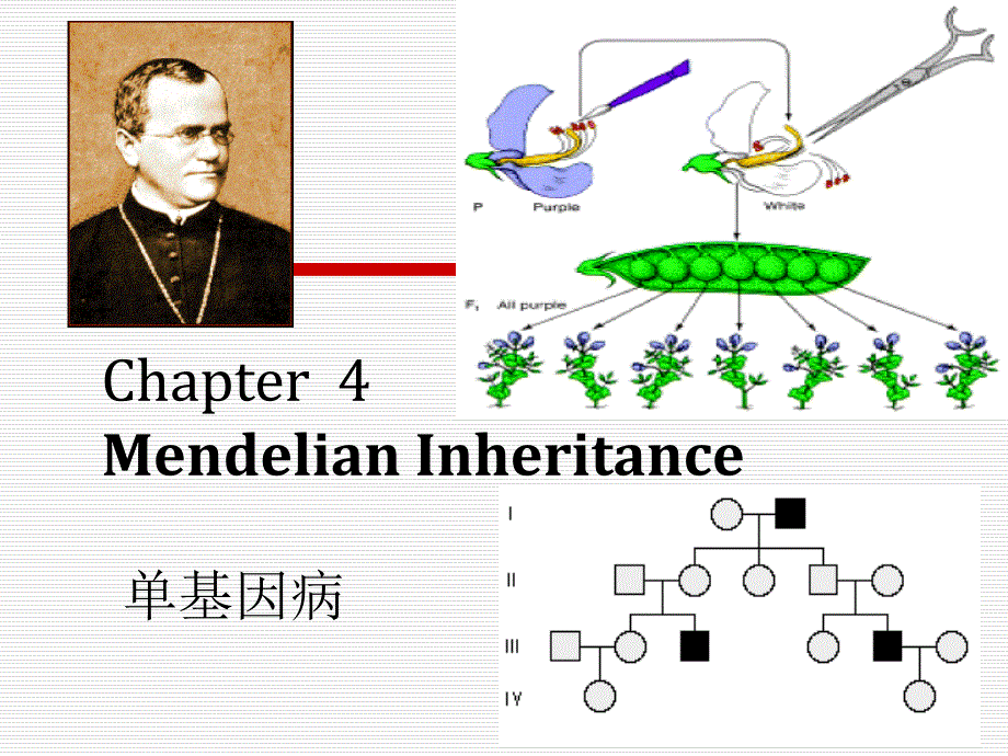 医学微生物学：第四章 单基因遗传病_第1页