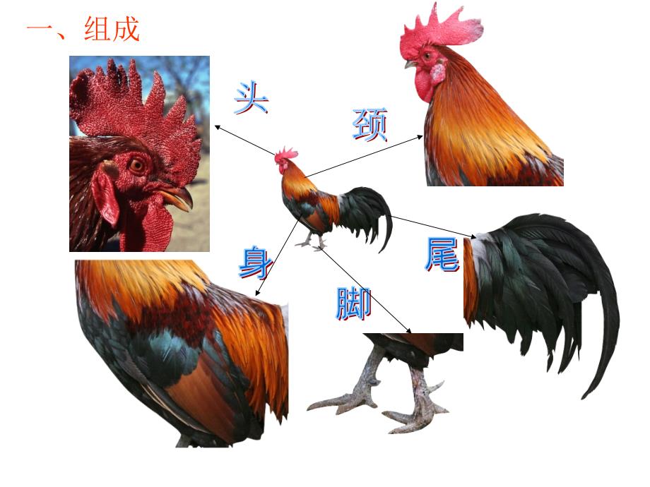 神气的大公鸡2_第3页