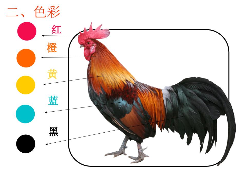 神气的大公鸡2_第4页