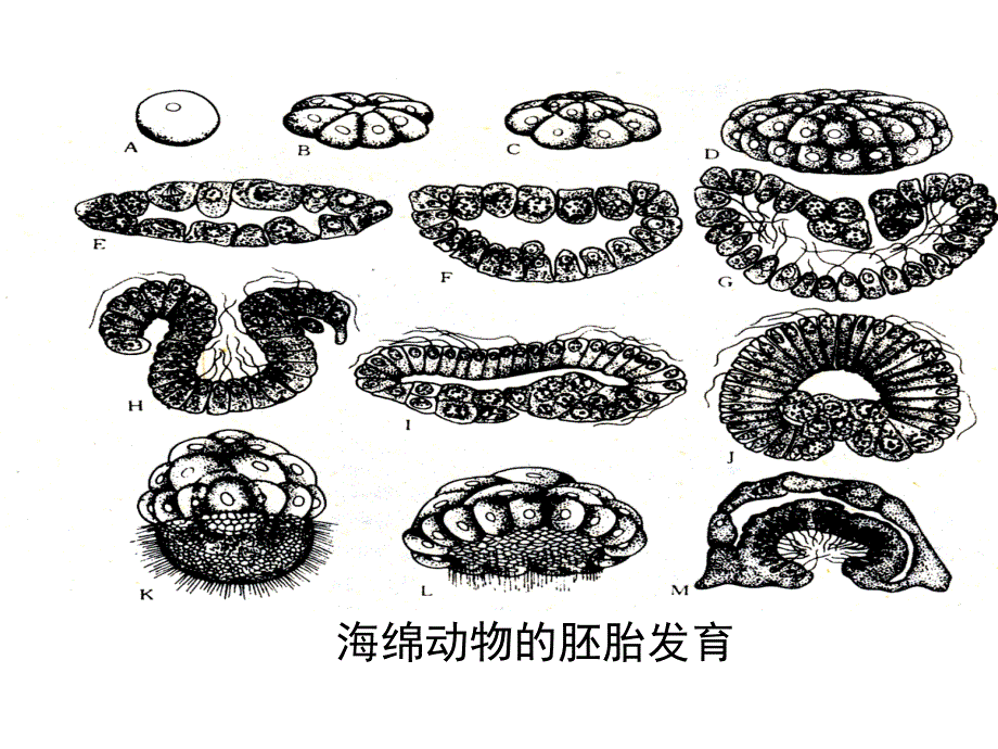 动物的类群多孔动物课件_第4页