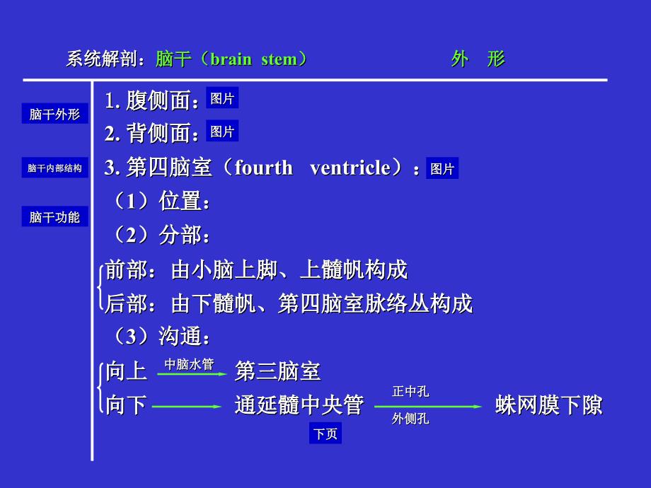 《人体解剖学脑干》PPT课件.ppt_第4页