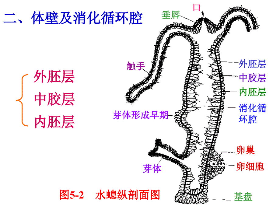 医学课件第五腔肠动物门Coelenterata_第3页