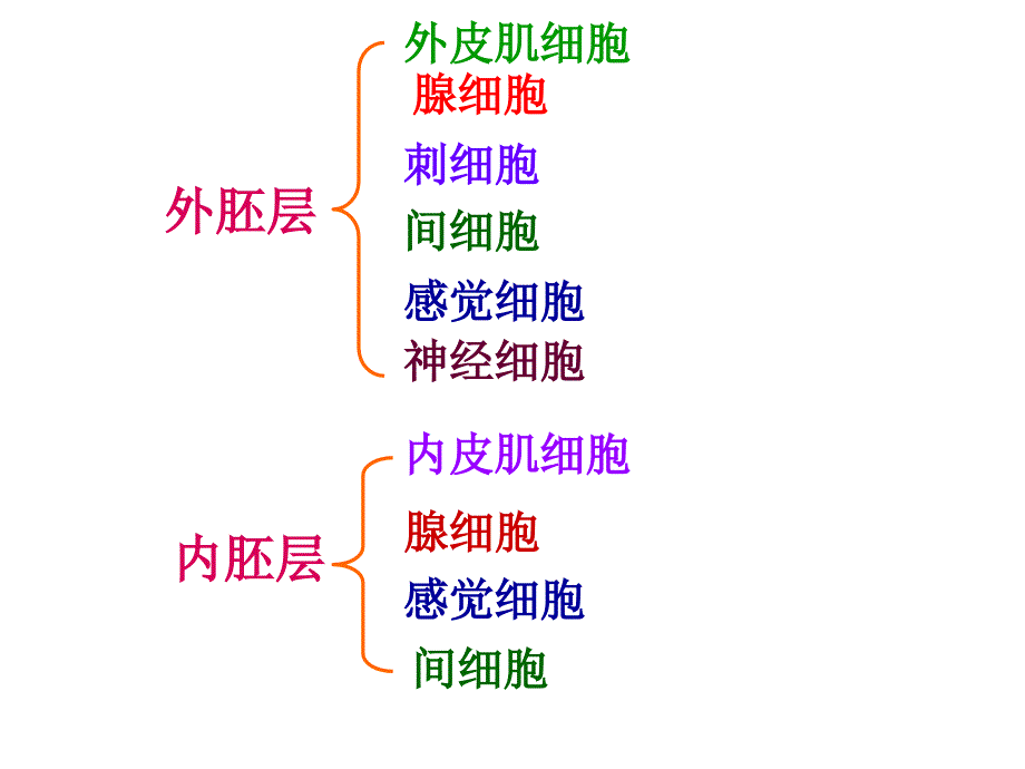 医学课件第五腔肠动物门Coelenterata_第5页