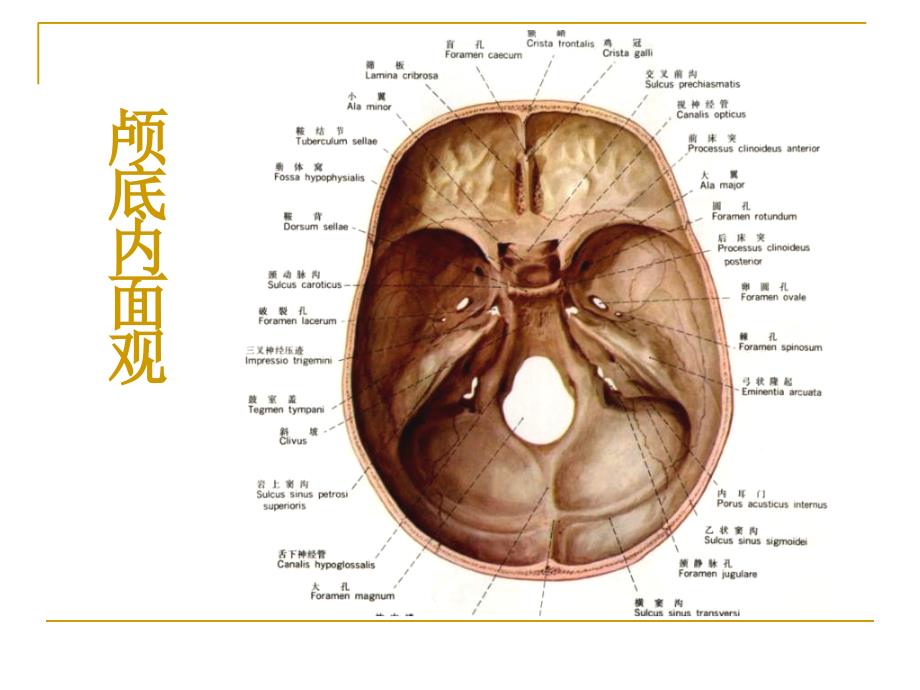 0487颅底结构的影像解剖及病变分析肖慧文档资料_第2页