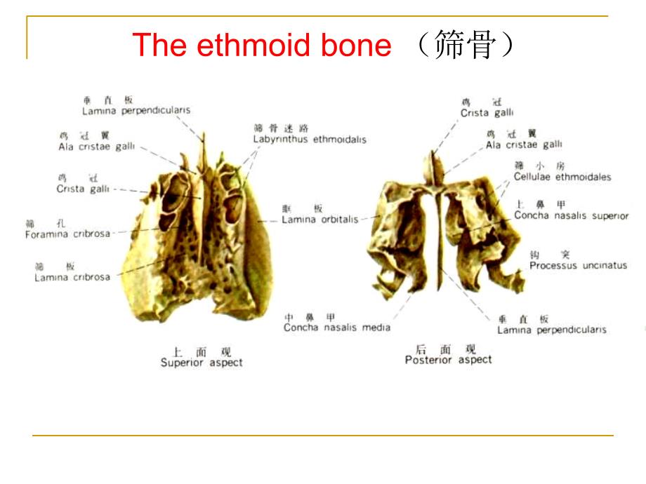 0487颅底结构的影像解剖及病变分析肖慧文档资料_第4页