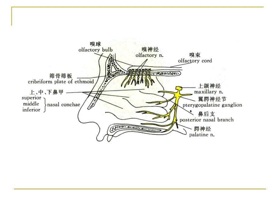 0487颅底结构的影像解剖及病变分析肖慧文档资料_第5页