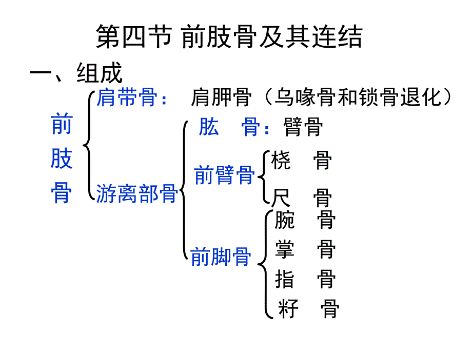 运动系统-第四节-前肢骨及其连结课件_第1页
